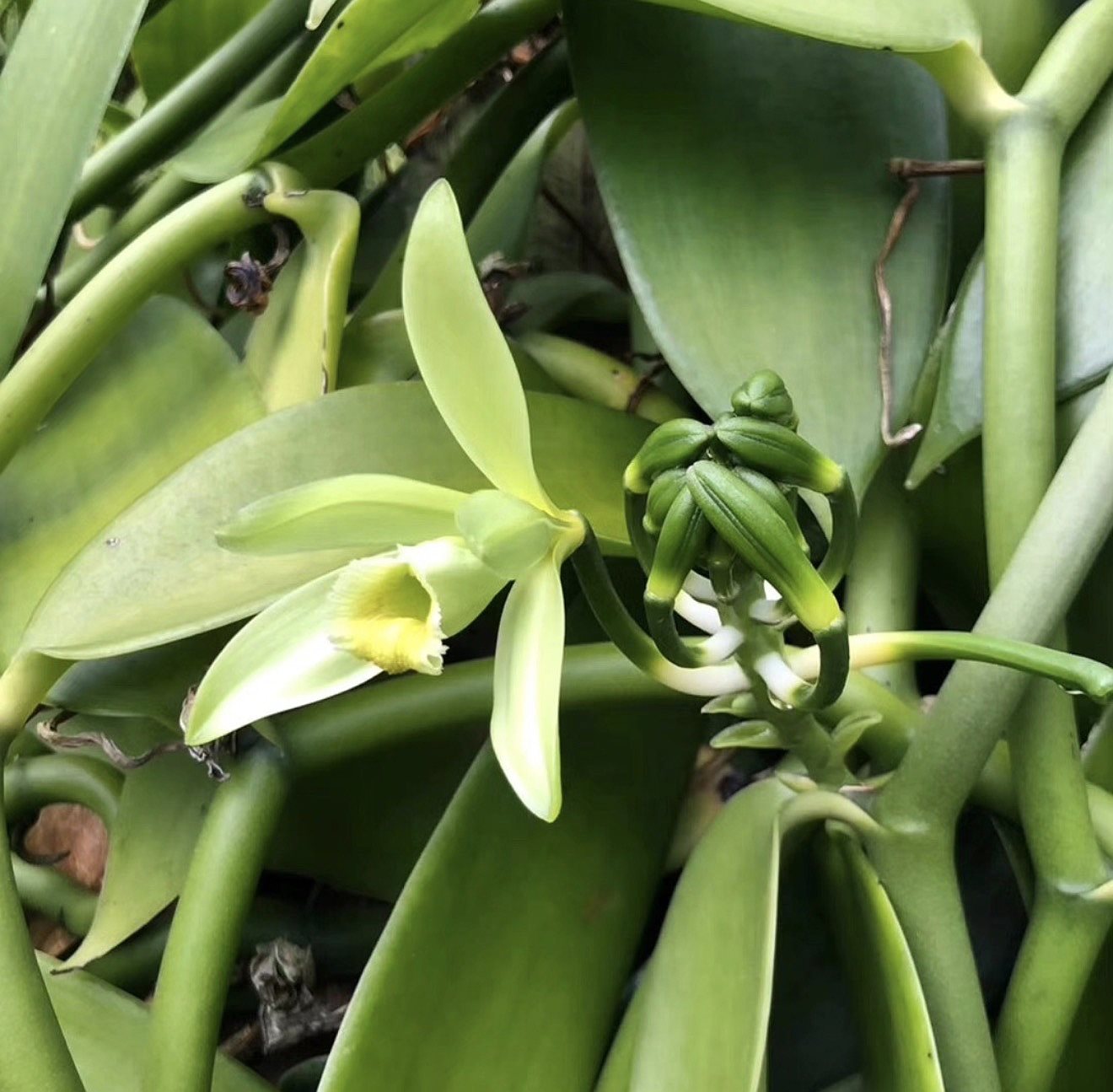 Fleur de vanille