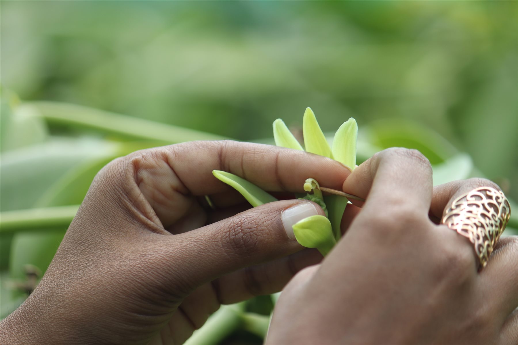 Pollinisation manuelle de la fleur de vanille