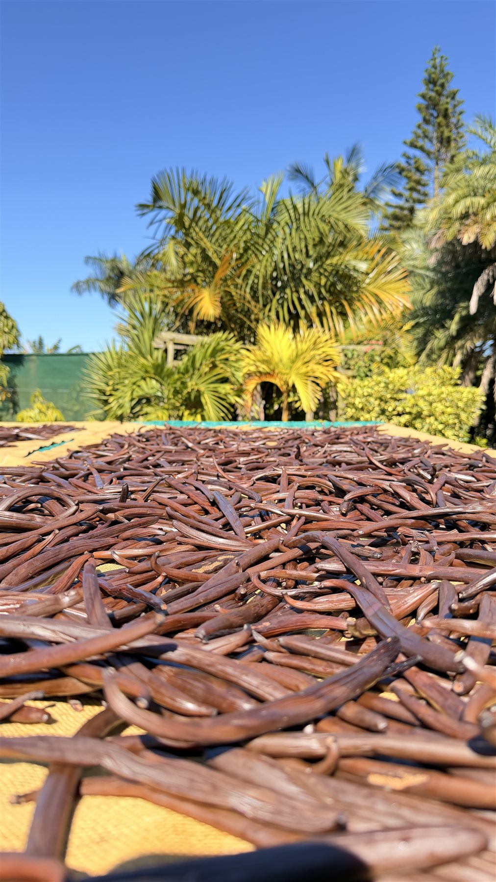 Gousses de vanille séchant au soleil