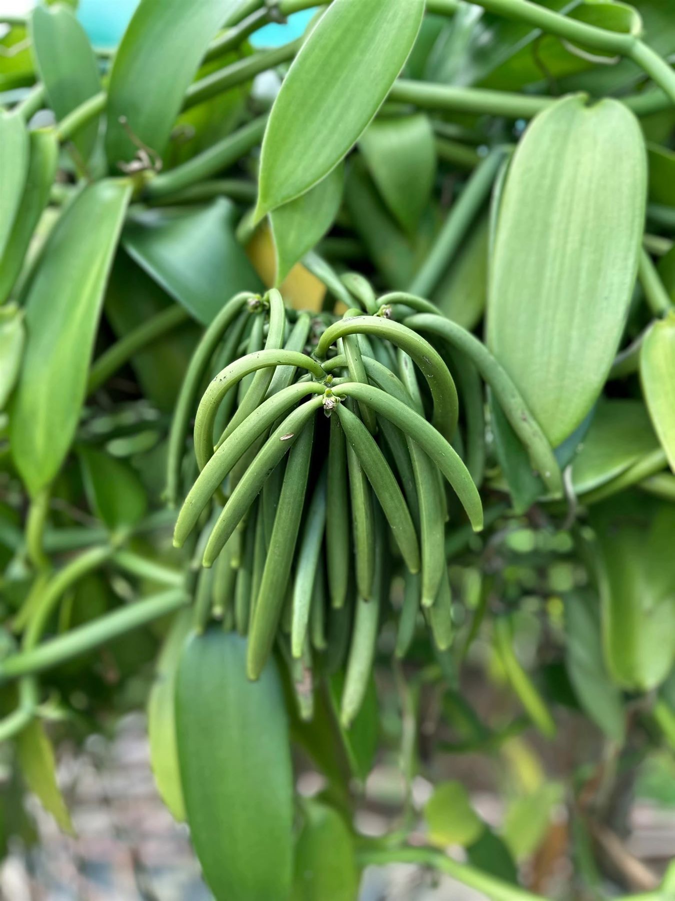 Pollinisation de la vanille